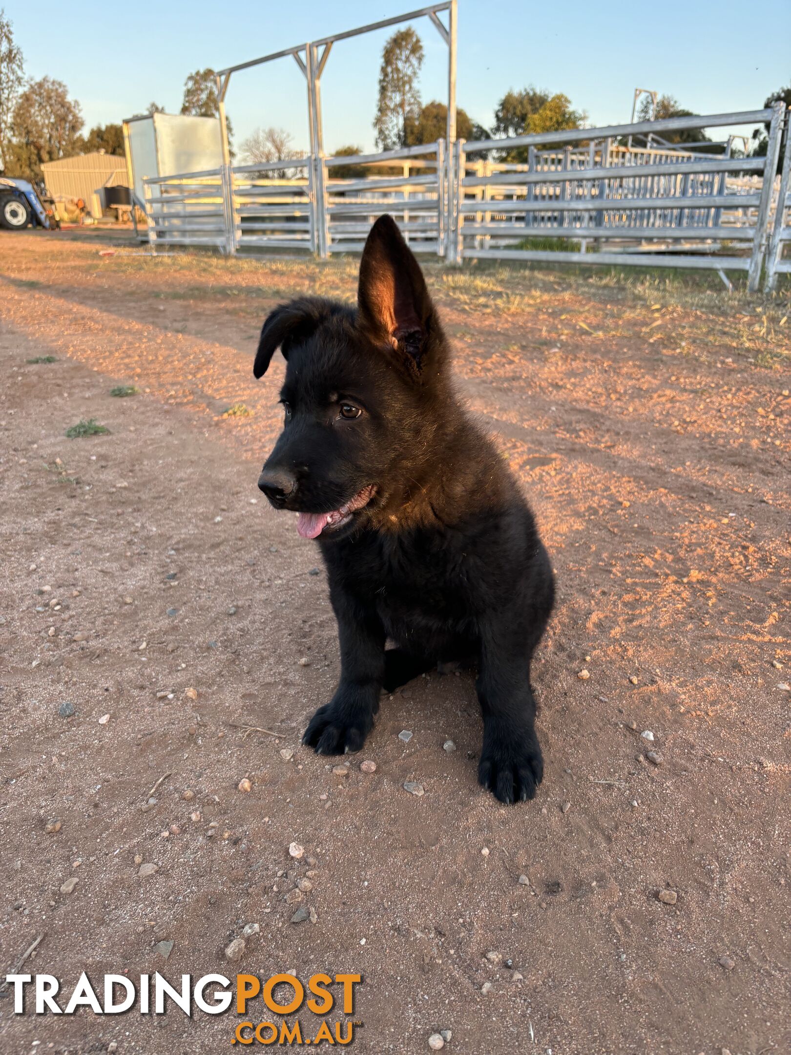 German Shepherd Puppies