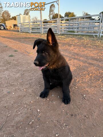 German Shepherd Puppies