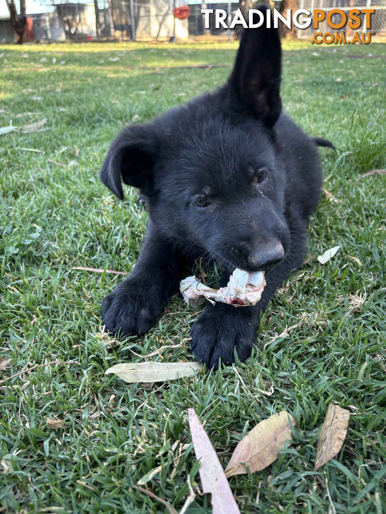 German Shepherd Puppies