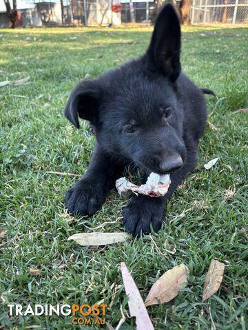 German Shepherd Puppies