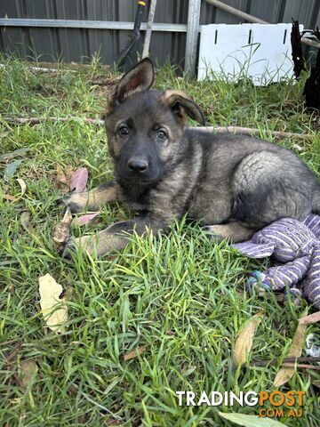 German Shepherd Puppies