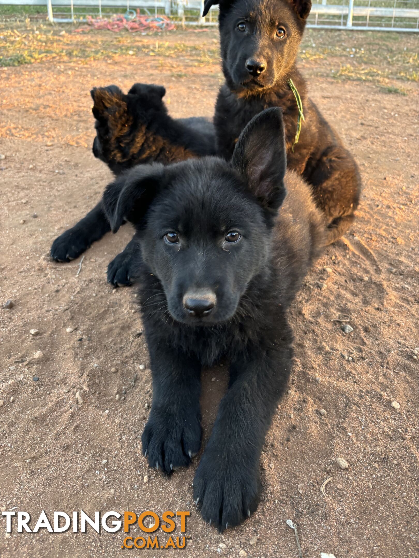 German Shepherd Puppies