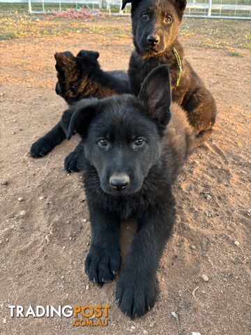 German Shepherd Puppies