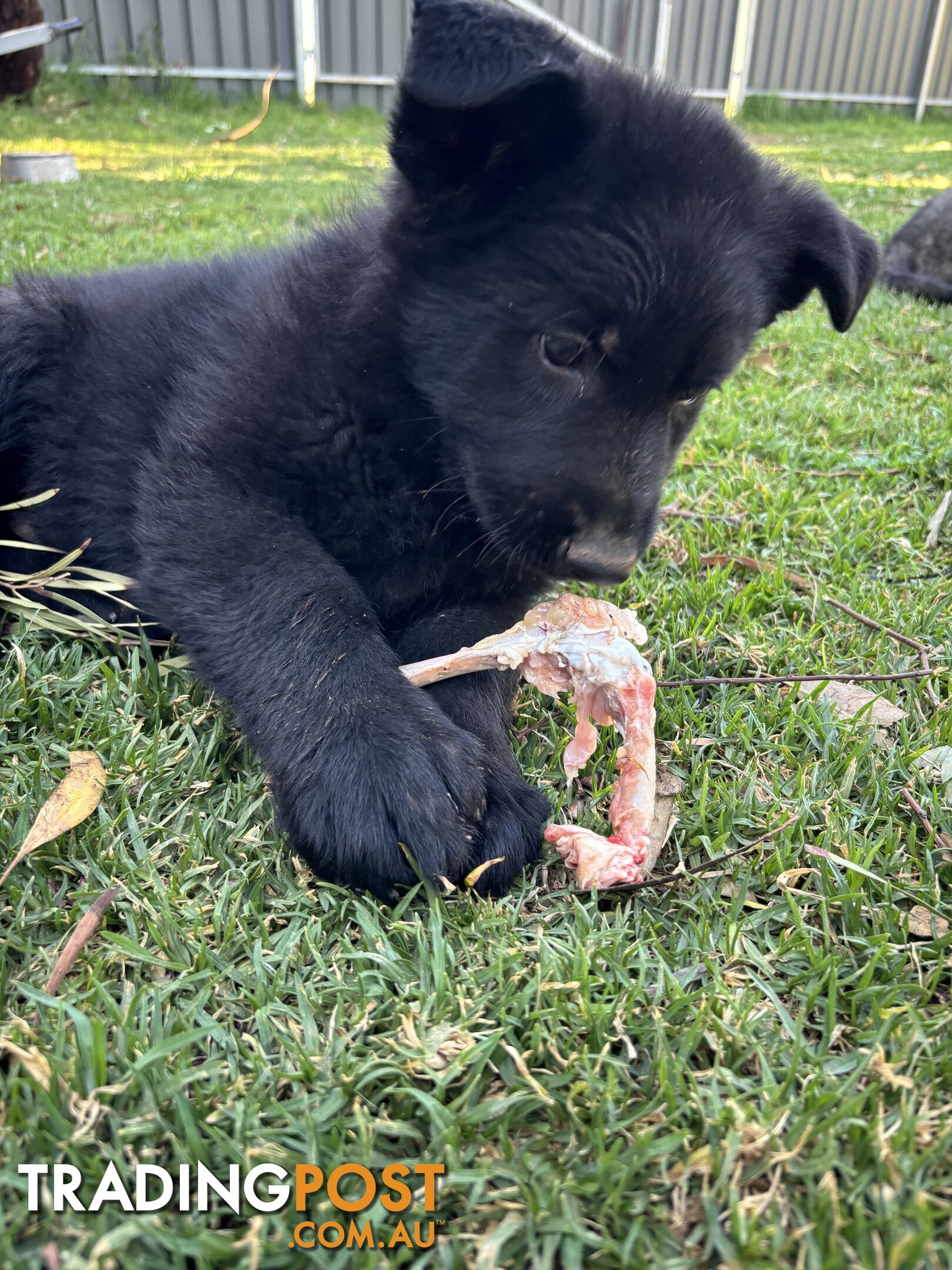 German Shepherd Puppies