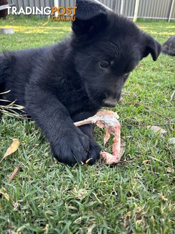 German Shepherd Puppy