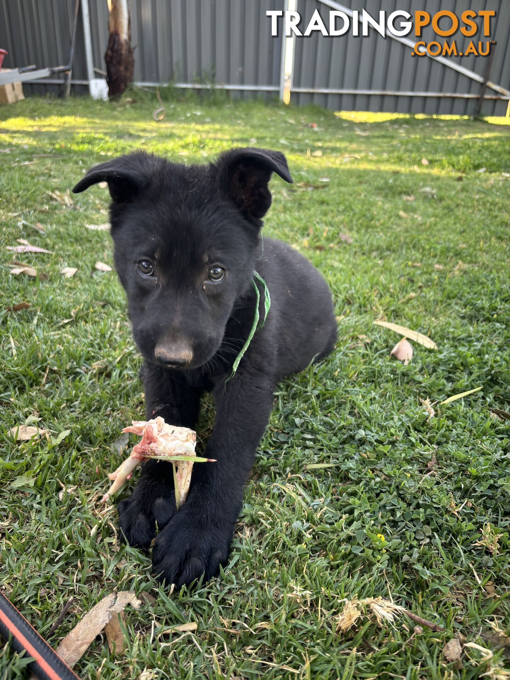 German Shepherd Puppies