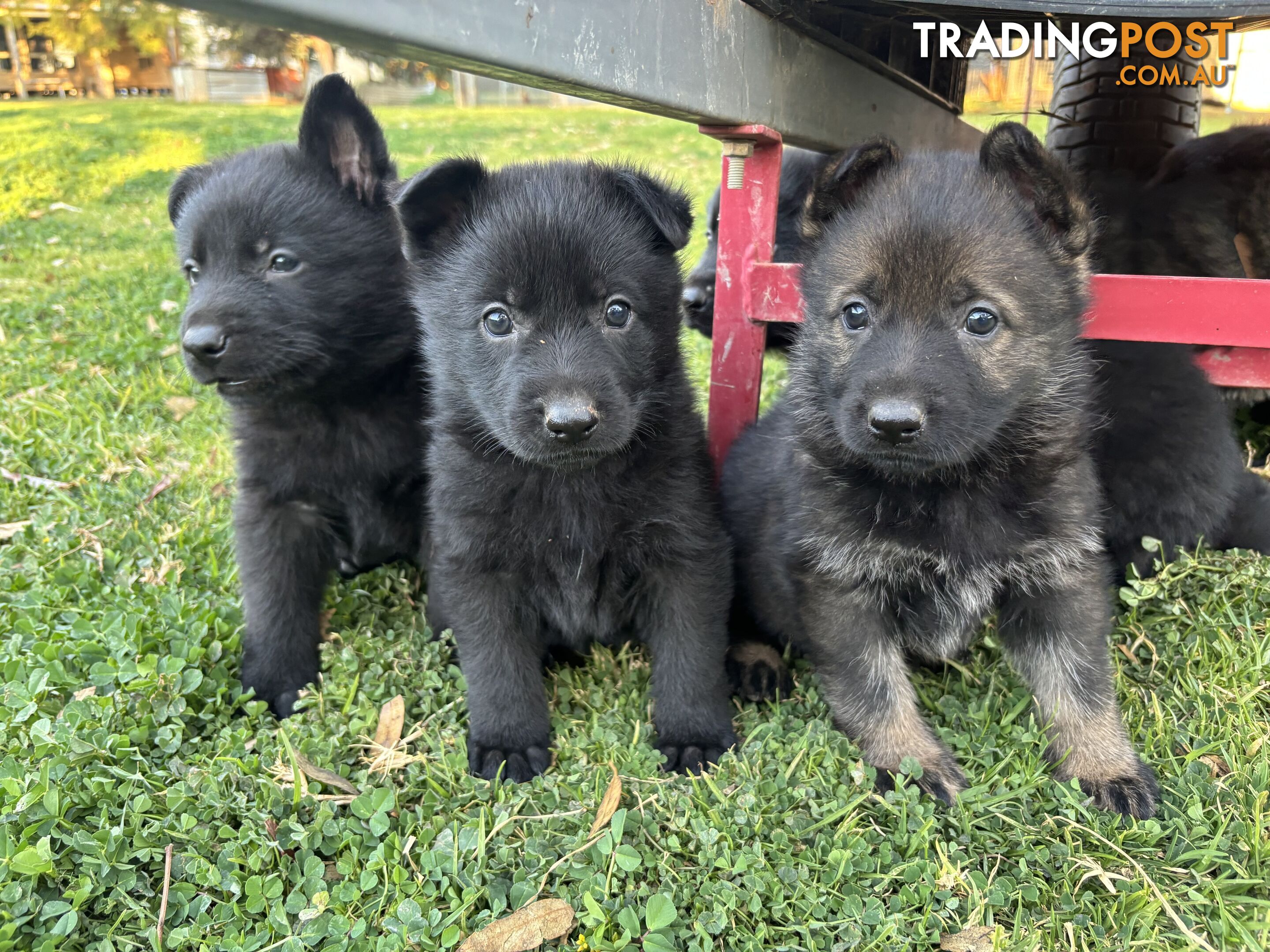 German Shepherd Puppies