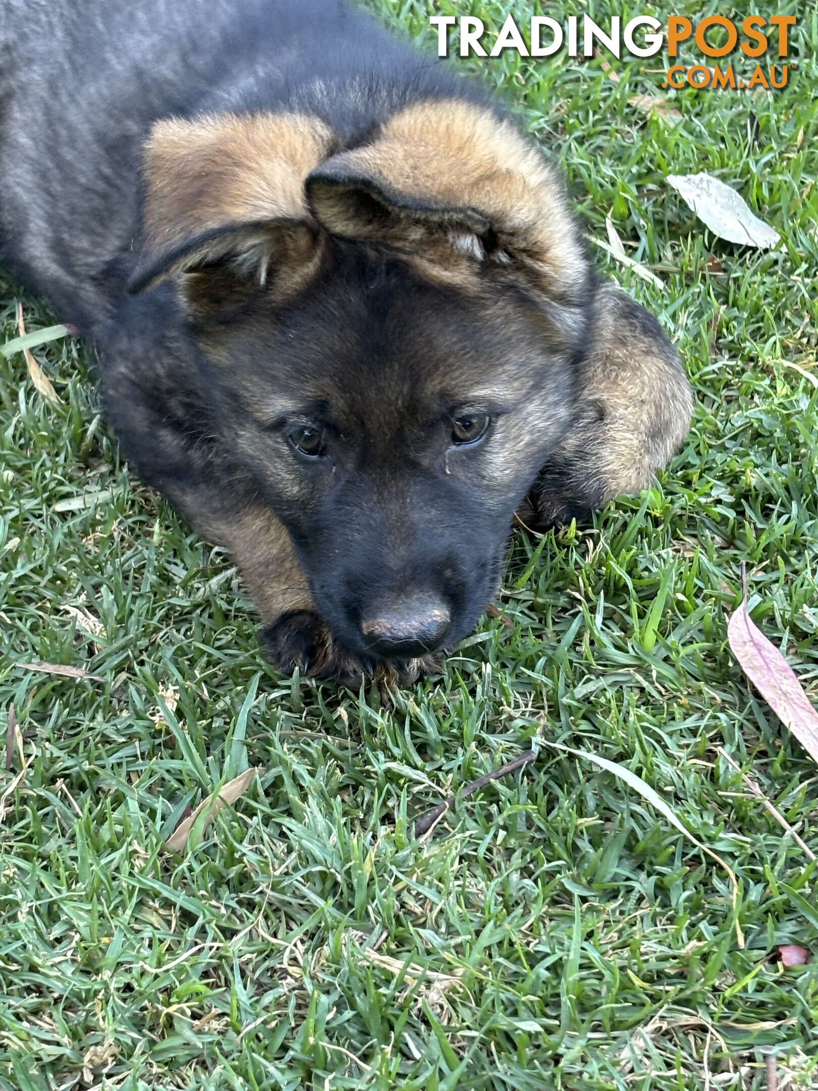 German Shepherd Puppies