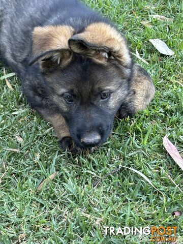 German Shepherd Puppies