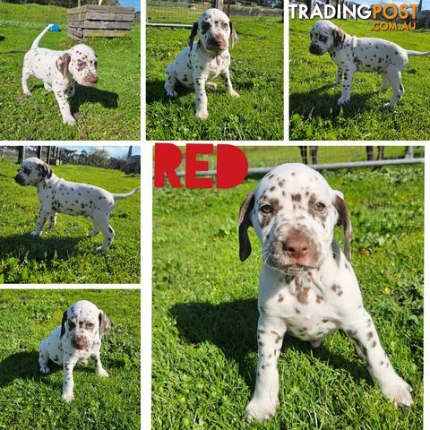 Purebred Dalmatian Puppies 4 Sale