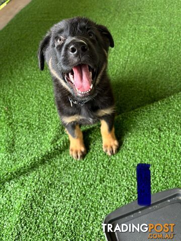 German Shepherd puppies