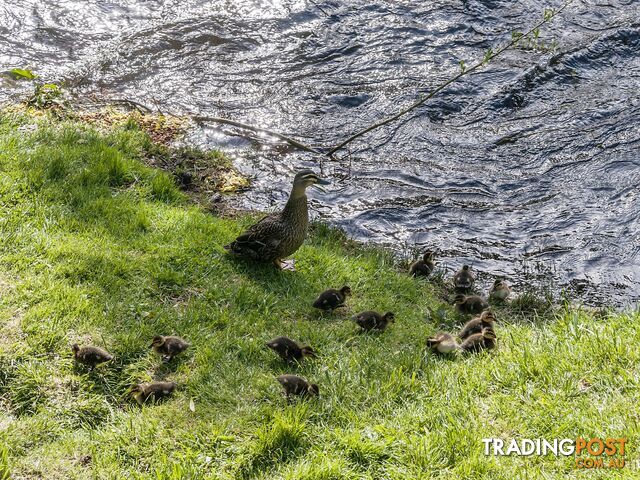 1654 Gordon River Road WESTERWAY TAS 7140