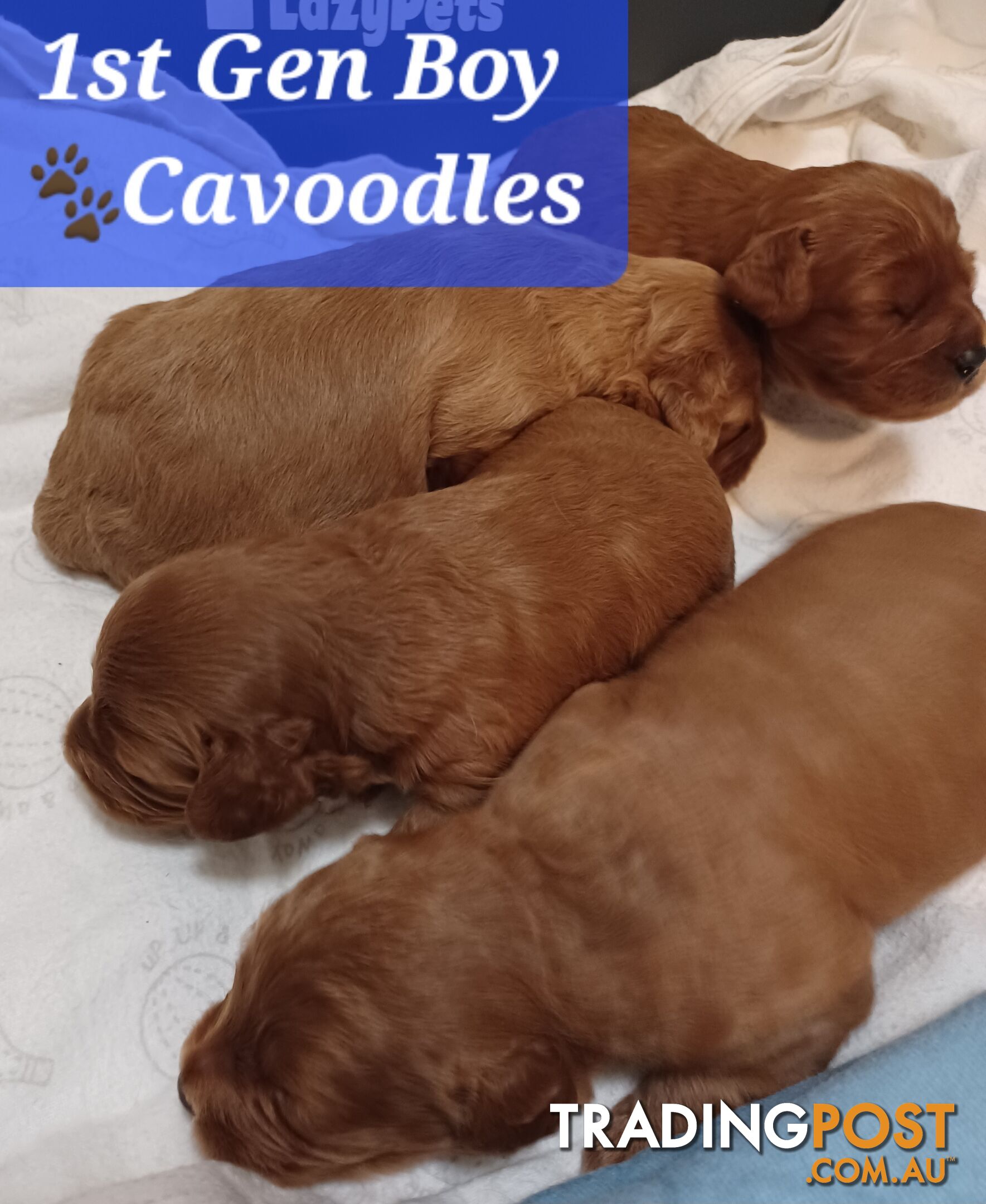 TOY CAVOODLES 1st Generation