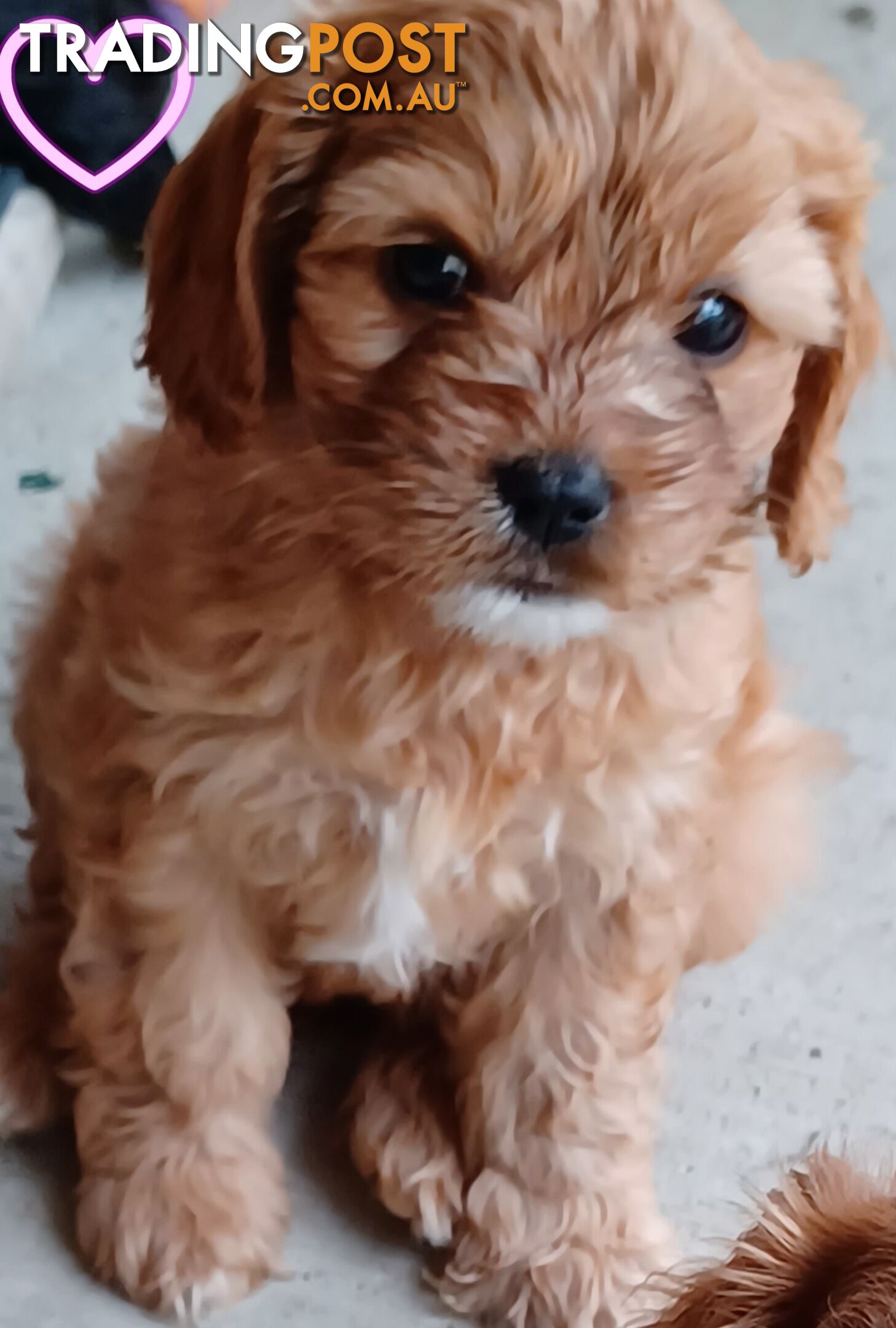 TOY CAVOODLES 1st Generation