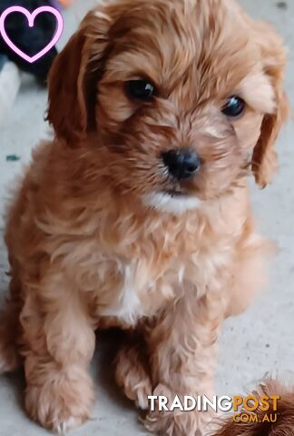 TOY CAVOODLES 1st Generation