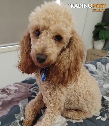 TOY CAVOODLES 1st Generation