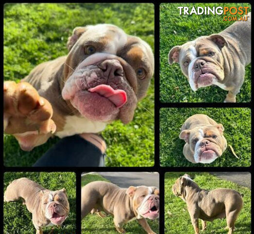 Purebred British Bulldog Female. Stunning Lilac-Tria with Beautiful Temperamen