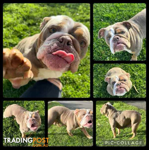 Purebred British Bulldog Female. Stunning Lilac-Tri Colour with Beautiful Temperament