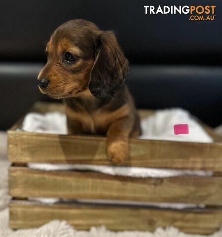 Miniature Dachshund Puppies