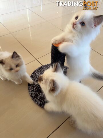 Adorable Purebred Ragdoll