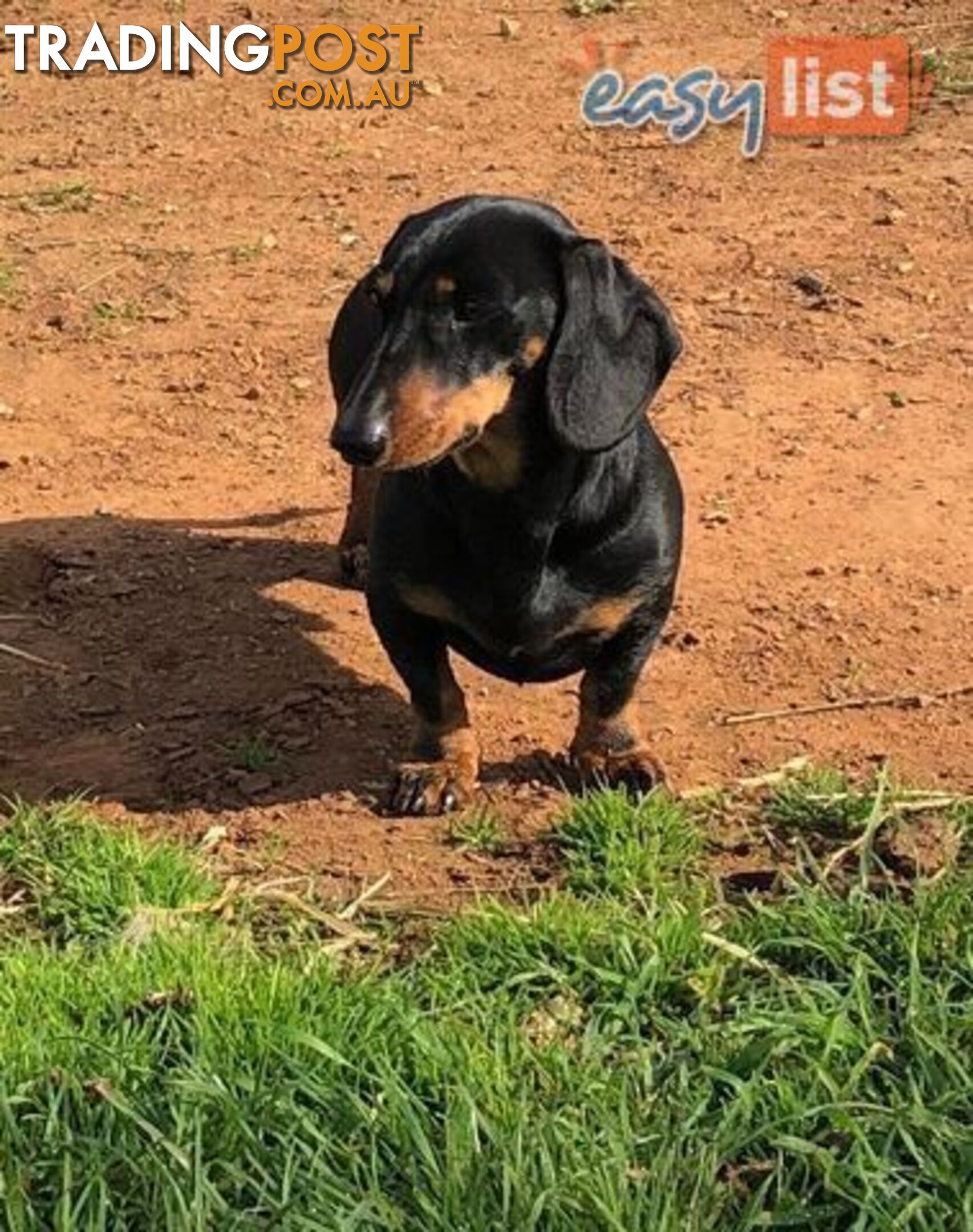 3 Adorable Mini Dachshunds