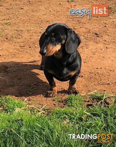 3 Adorable Mini Dachshunds