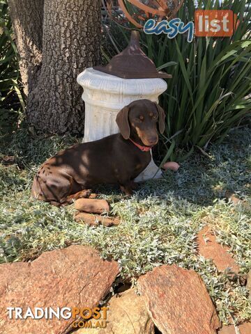 3 Adorable Mini Dachshunds