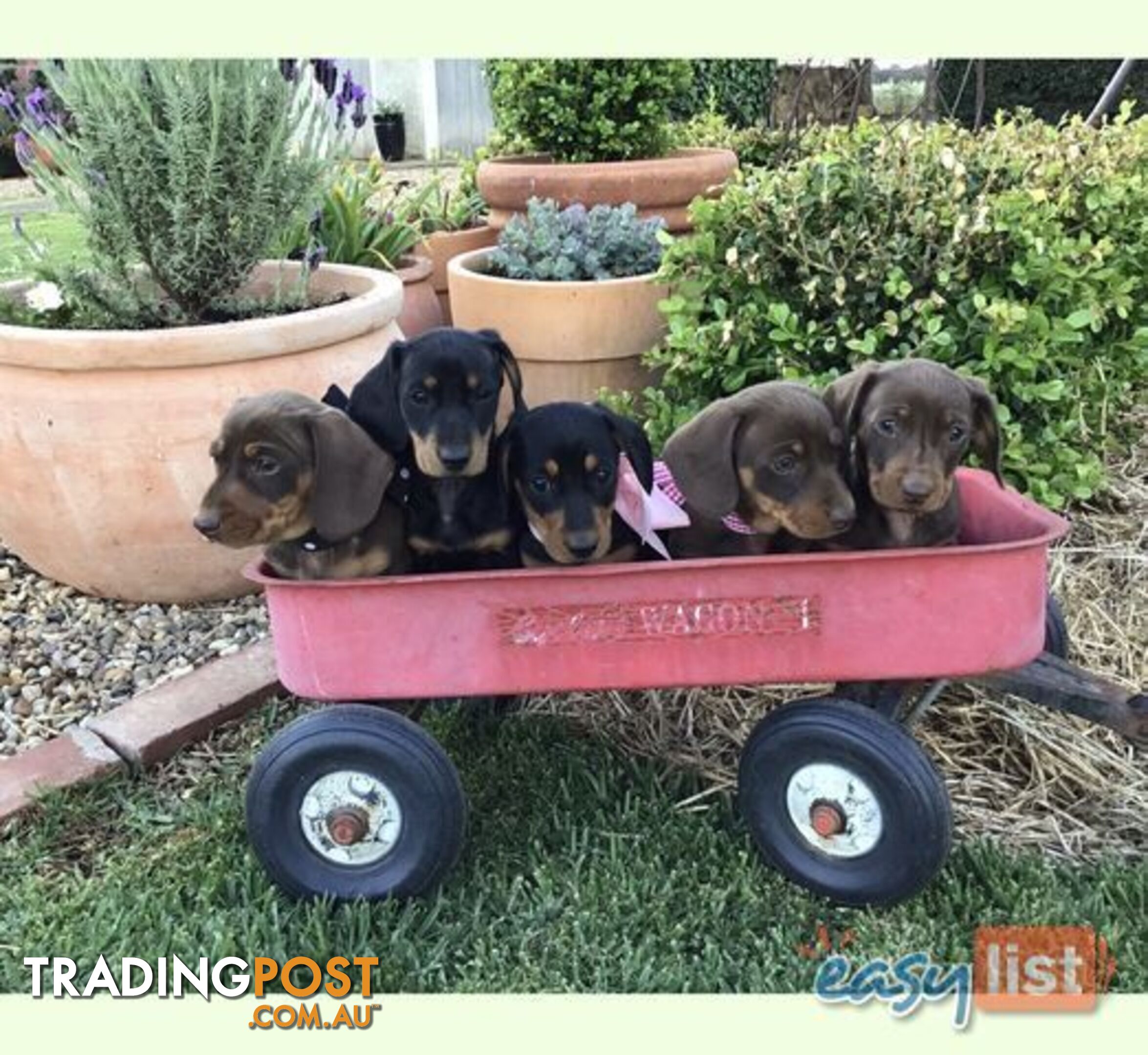 3 Adorable Mini Dachshunds