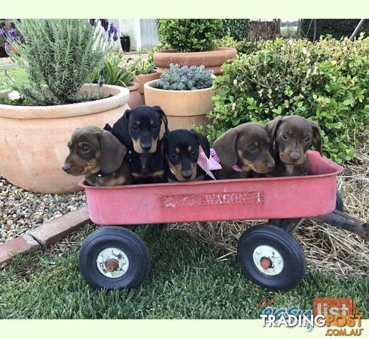 3 Adorable Mini Dachshunds