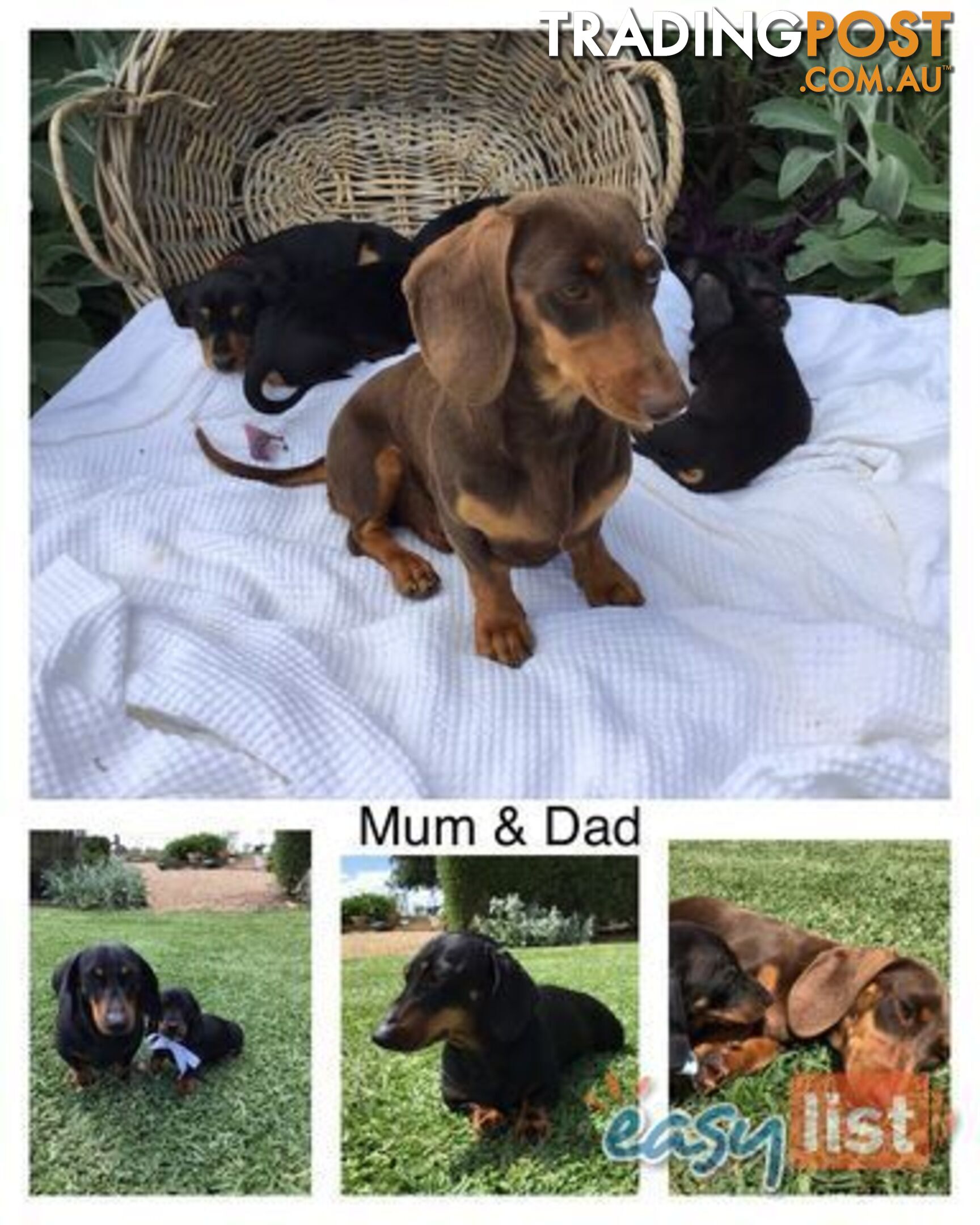 3 Adorable Mini Dachshunds