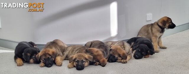 German Shepherd Puppies - Ready for New Home *Chipped *Vaccinated