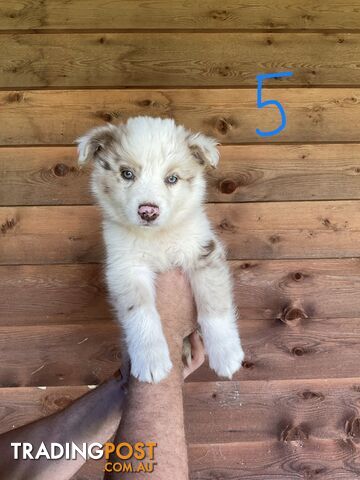 Purebred Border Collie Puppies - photo 4 of 8
