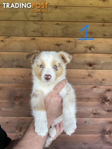 Purebred Border Collie Puppies