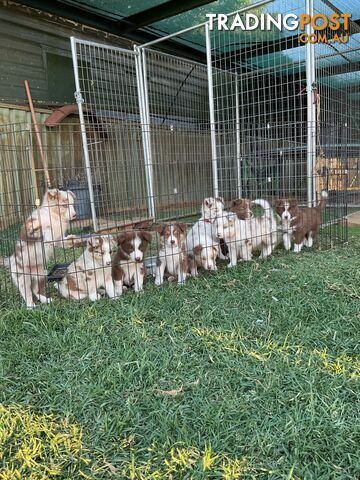 Purebred Border Collie Puppies