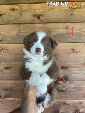 Purebred Border Collie Puppies - photo 3 of 8