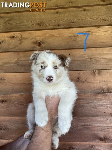 Purebred Border Collie Puppies - photo 5 of 8