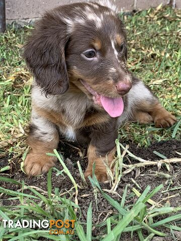 Last-Puppy-Long-Haired-Miniature-Dachshund