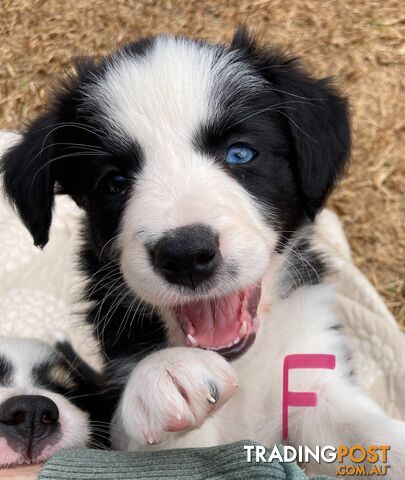 Pedigree border collie puppies