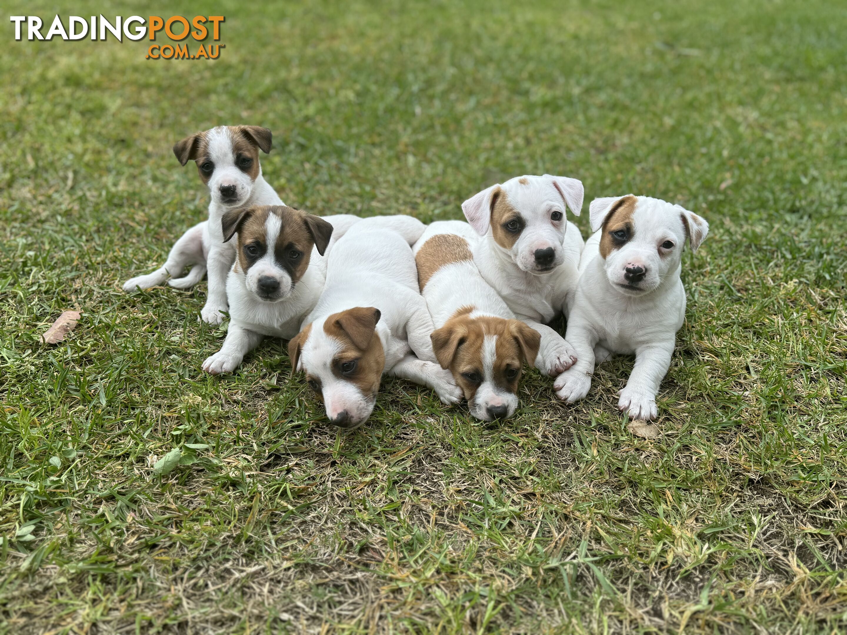 BEUTIFUL PURE BRED JACK RUSSELL PUPPIES