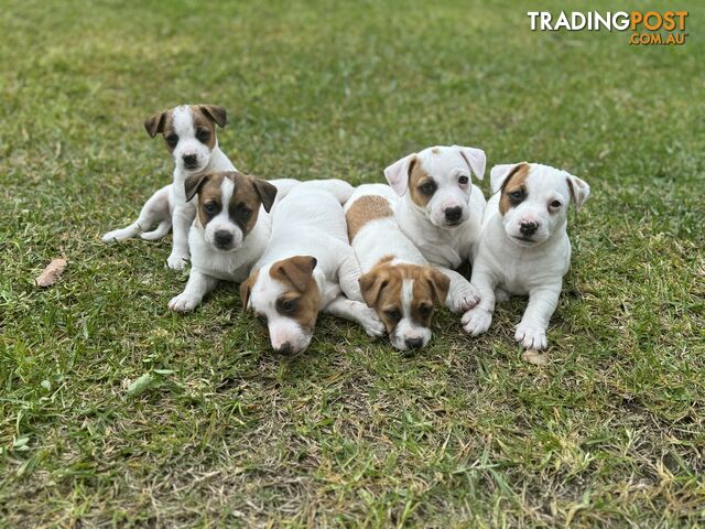 BEUTIFUL PURE BRED JACK RUSSELL PUPPIES