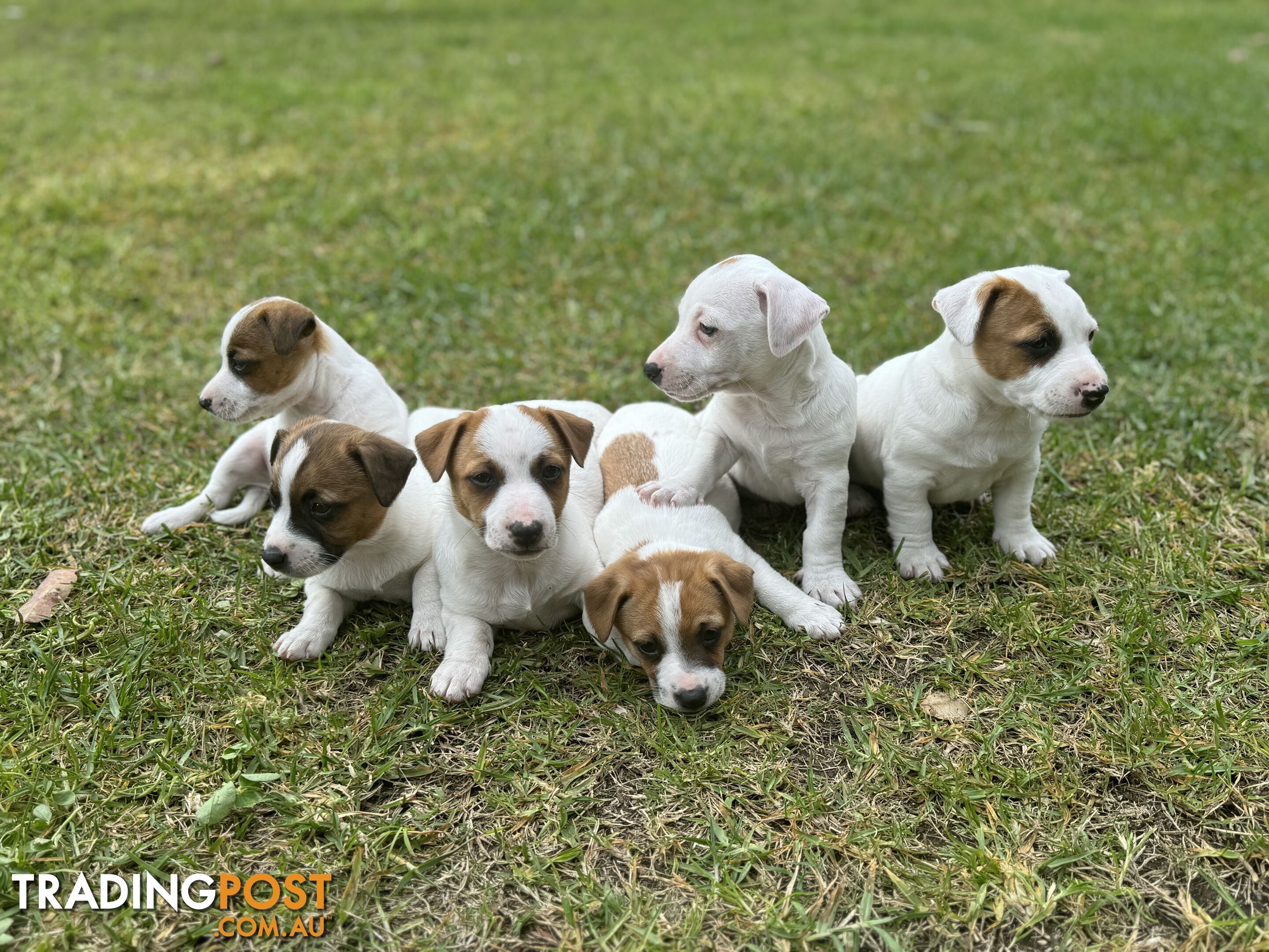 BEUTIFUL PURE BRED JACK RUSSELL PUPPIES