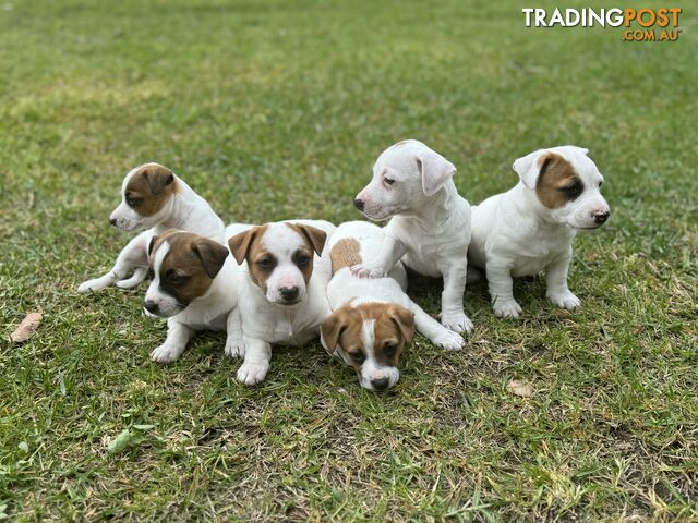 BEUTIFUL PURE BRED JACK RUSSELL PUPPIES