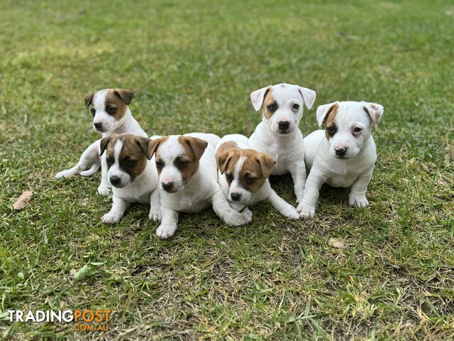 BEUTIFUL PURE BRED JACK RUSSELL PUPPIES