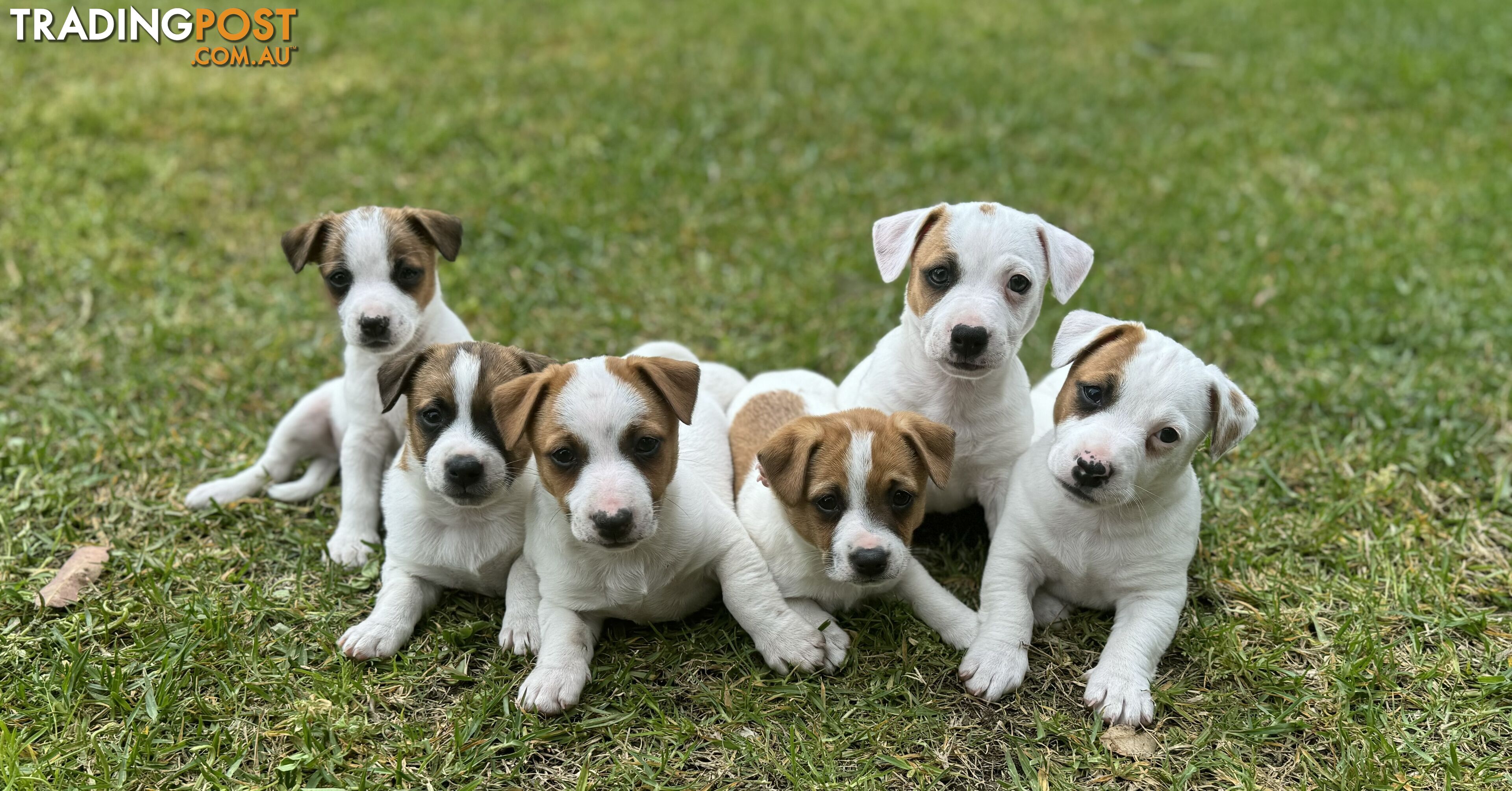 BEUTIFUL PURE BRED JACK RUSSELL PUPPIES