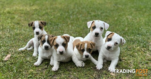 BEUTIFUL PURE BRED JACK RUSSELL PUPPIES