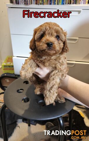 Cavoodle Puppies for Sale – Small, Cute, and Perfect for Your Family