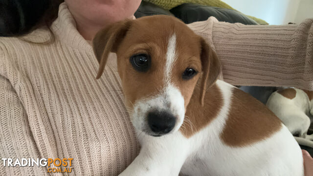 MALE JACK RUSSELL PUP PUREBRED