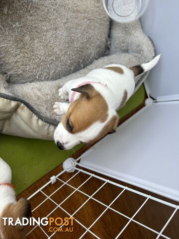 Jack Russell Puppies