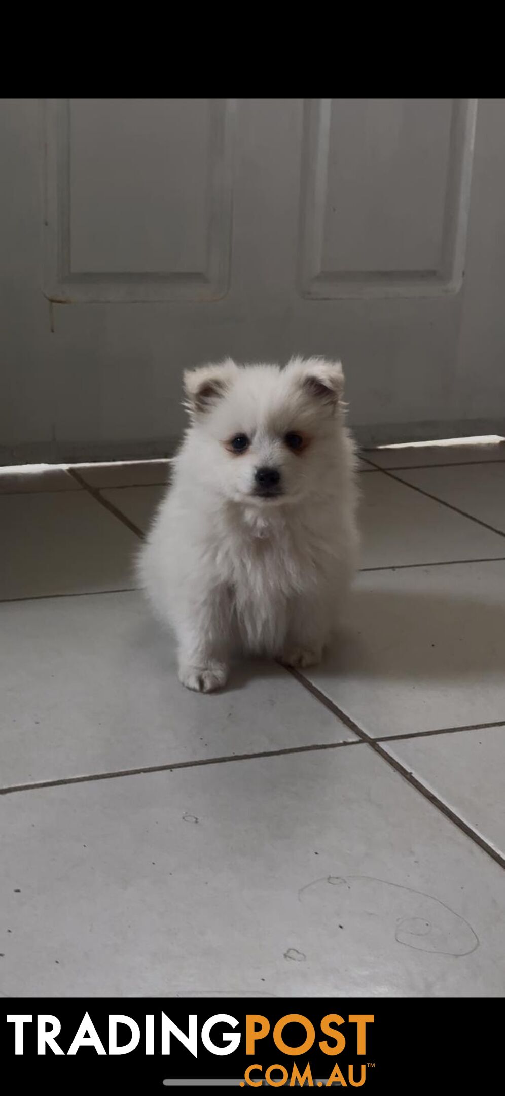 Adorable Japanese Spitz x Toy Poodle Puppies – Ready for Their Forever Homes!