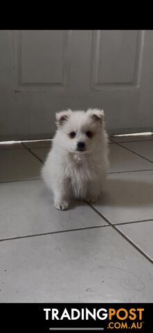 Adorable Japanese Spitz x Toy Poodle Puppies – Ready for Their Forever Homes!